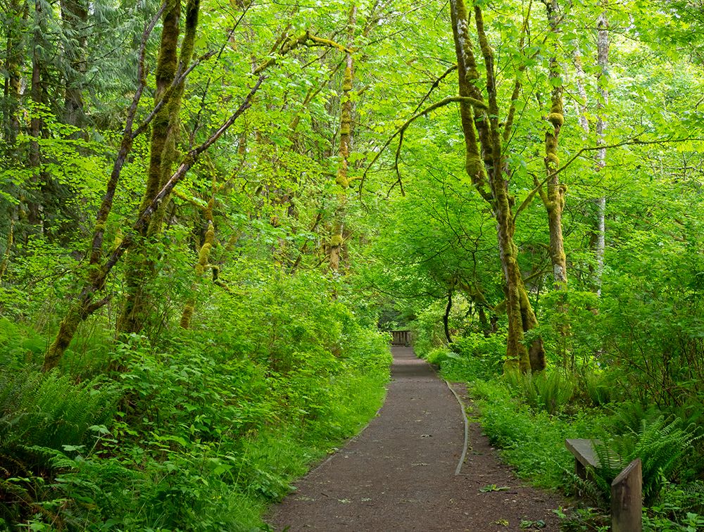 Washington State-Tiger Mountain trail art print by Jamie and Judy Wild for $57.95 CAD
