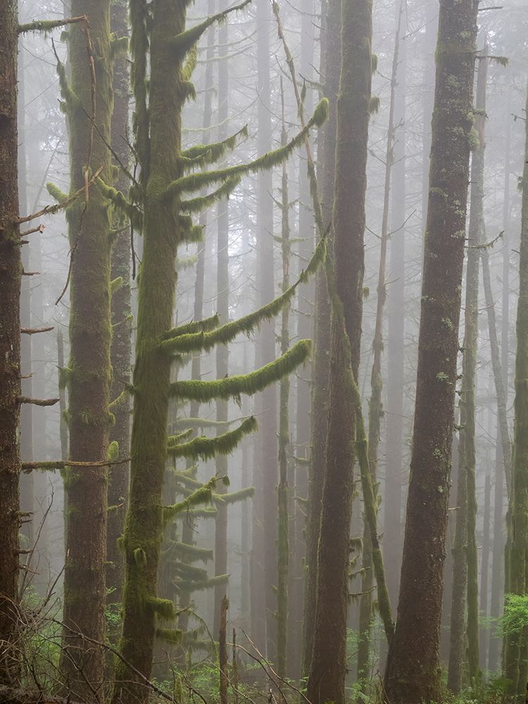 Washington State-Tiger Mountain-Trees in fog art print by Jamie and Judy Wild for $57.95 CAD