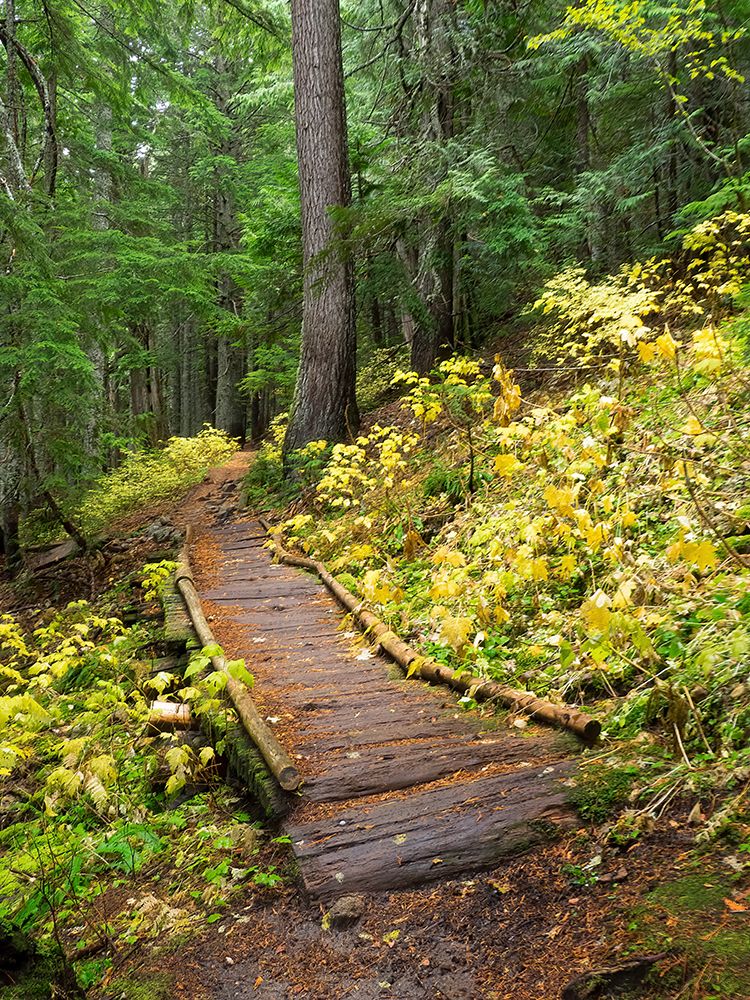 Washington State-Central Cascades Trail to Olallie Lake-old wooden section art print by Jamie and Judy Wild for $57.95 CAD