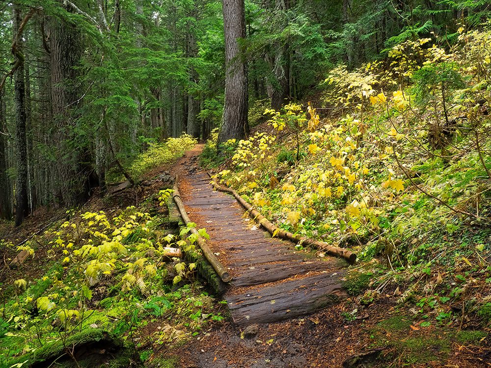 Washington State-Central Cascades Trail to Olallie Lake-old wooden section art print by Jamie and Judy Wild for $57.95 CAD
