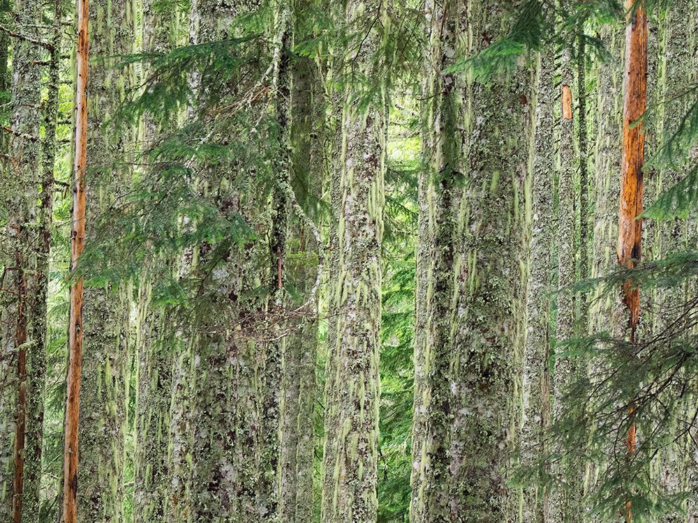 Washington State-Central Cascades Moss and lichen covered tree trunks art print by Jamie and Judy Wild for $57.95 CAD