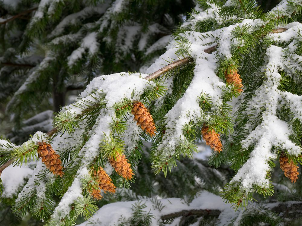 Washington State-Central Cascades Mount Washington-fir cones and snow art print by Jamie and Judy Wild for $57.95 CAD