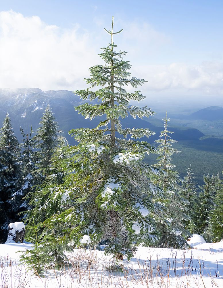 Washington State-Central Cascades Mount Washington-fir trees and snow art print by Jamie and Judy Wild for $57.95 CAD