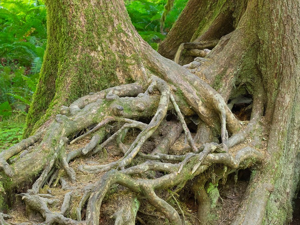 Washington State-Olympic National Park-Hoh Rain Forest-Hall of Mosses-intertwined tree roots art print by Jamie and Judy Wild for $57.95 CAD