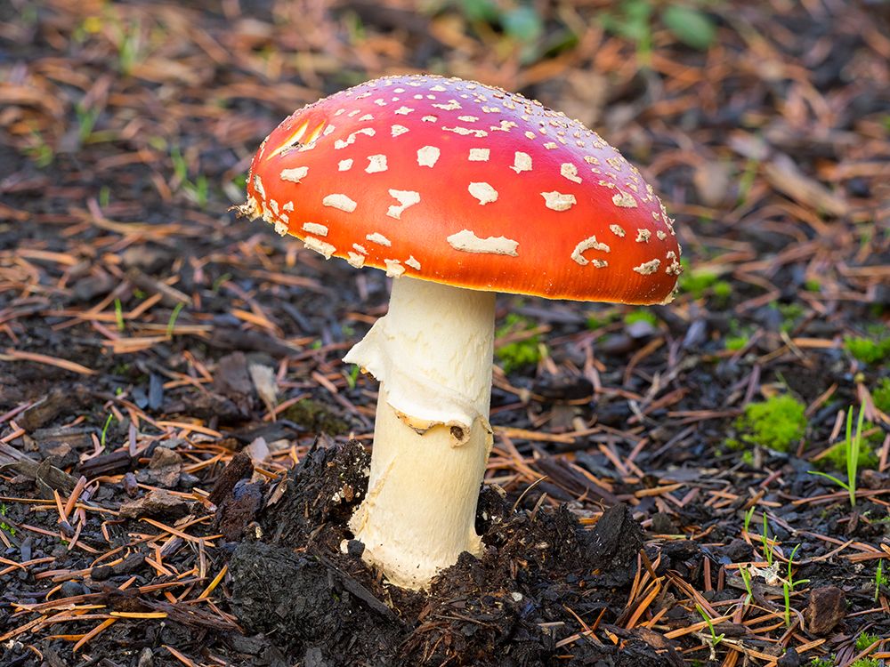 Washington State- Fly agaric mushroom. art print by Jamie and Judy Wild for $57.95 CAD