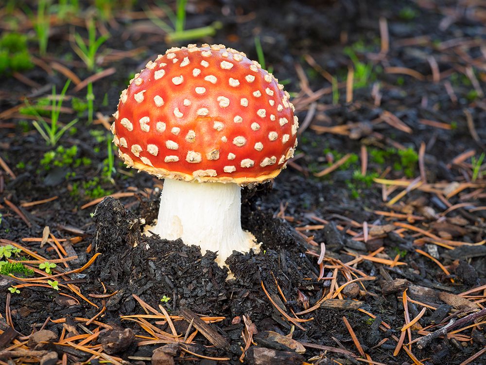 Washington State- Fly agaric mushroom. art print by Jamie and Judy Wild for $57.95 CAD