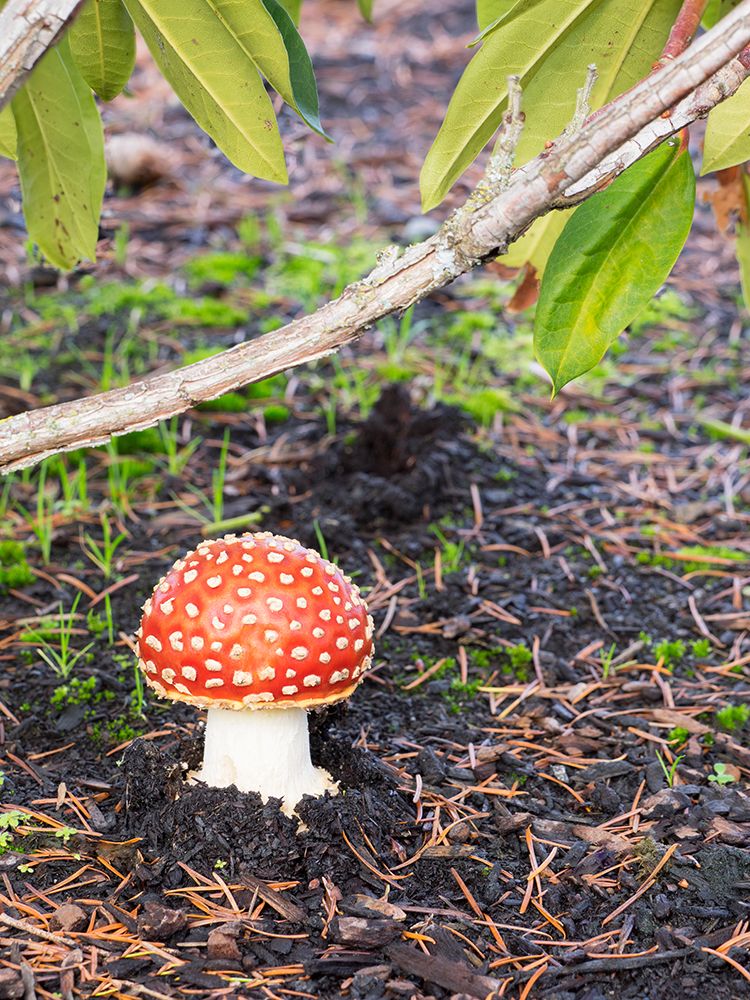 Washington State- Fly agaric mushroom. art print by Jamie and Judy Wild for $57.95 CAD