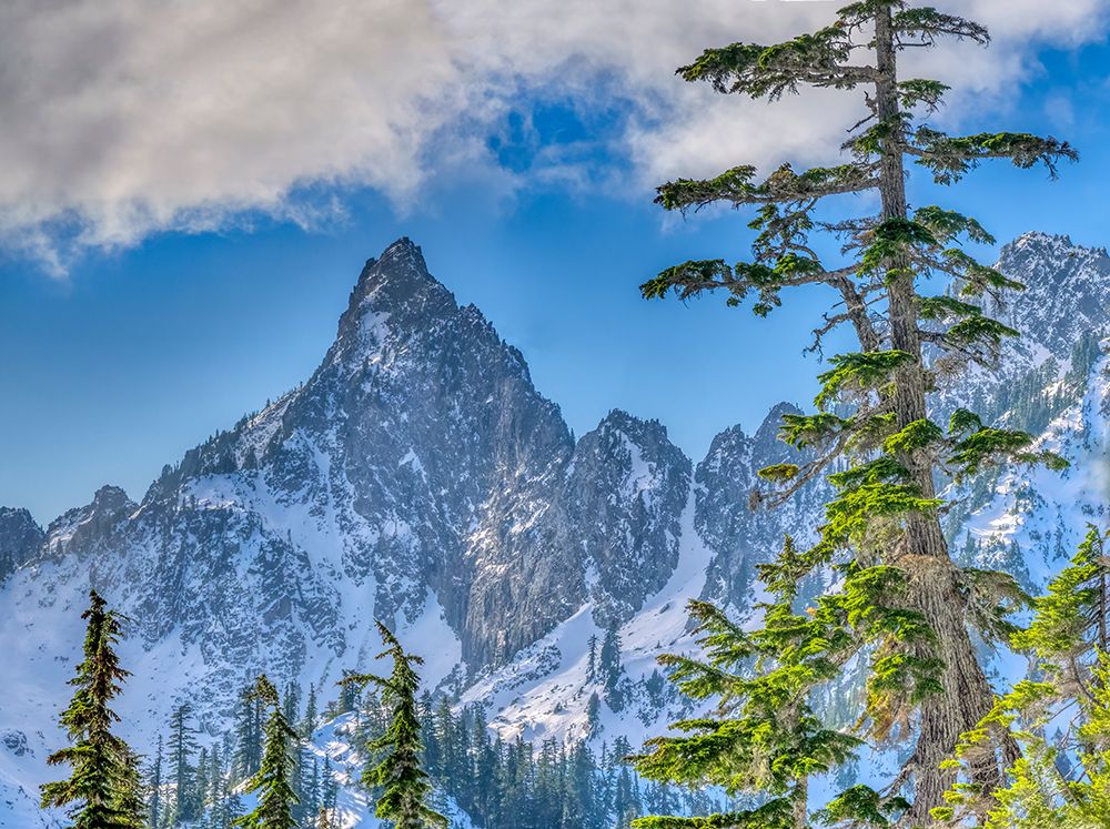 USA-Washington State-Alpine Lakes Wilderness Kaleetan Peak and alpine fir trees art print by Jamie and Judy Wild for $57.95 CAD