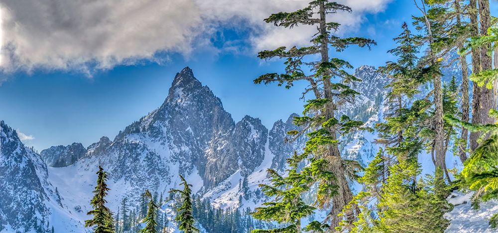 USA-Washington State-Alpine Lakes Wilderness Panorama view of Kaleetan Peak and alpine fir trees art print by Jamie and Judy Wild for $57.95 CAD