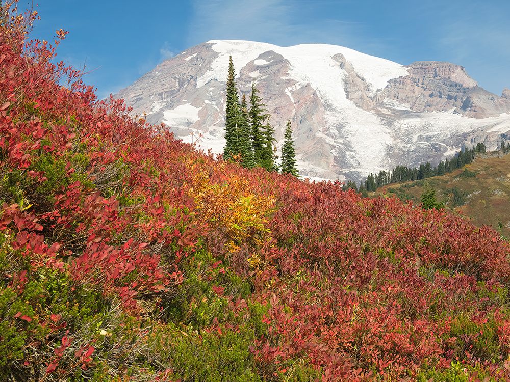 USA-Washington State-Mount Rainier National Park Fall Color and snow-capped Mount Rainier art print by Jamie and Judy Wild for $57.95 CAD
