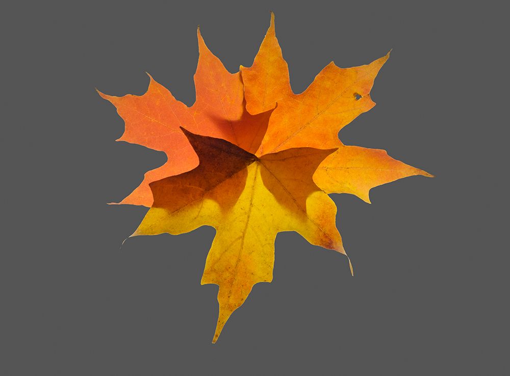 USA-Washington State Autumn colored maple leaves still-life with gray background art print by Jamie and Judy Wild for $57.95 CAD
