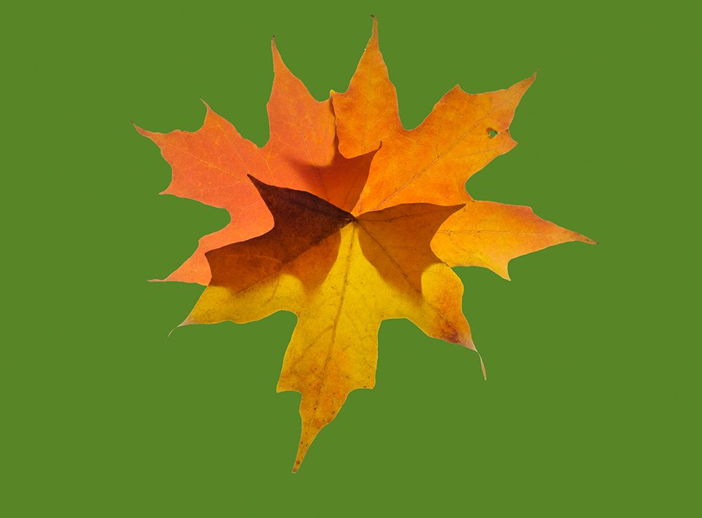 USA-Washington State Autumn colored maple leaves still-life with green background art print by Jamie and Judy Wild for $57.95 CAD
