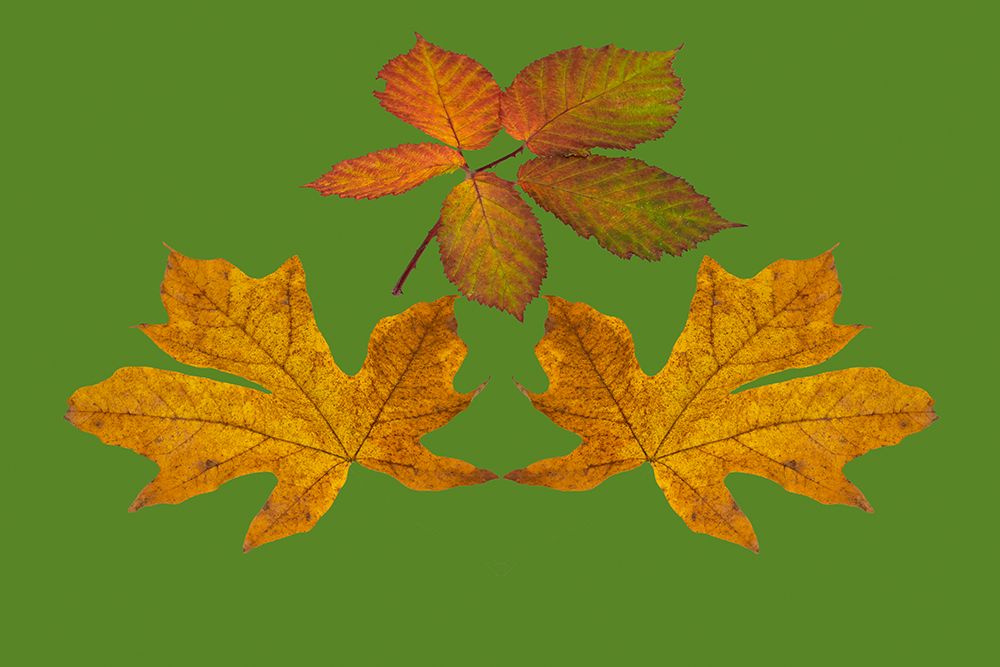 USA-Washington State Big leaf maple and Himalayan Blackberry still-life arrangement art print by Jamie and Judy Wild for $57.95 CAD