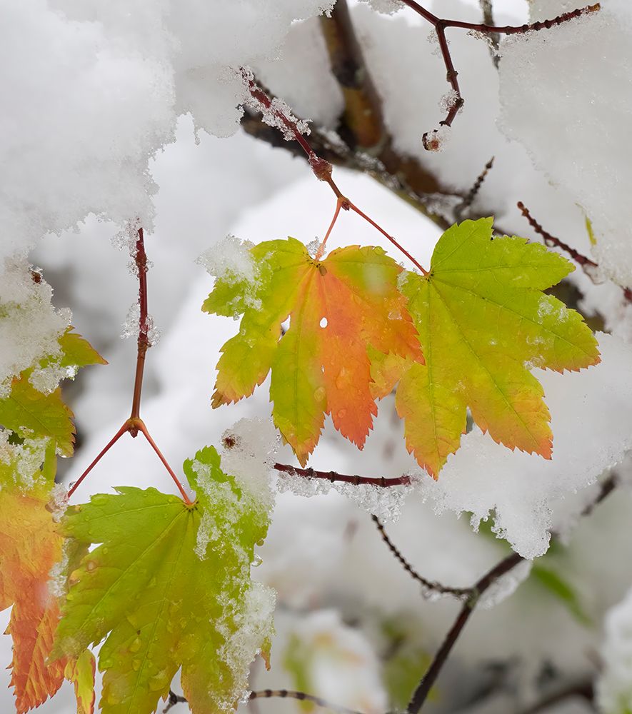 USA-Washington State Central Cascades-Fresh snow with autumn colored maple leaves art print by Jamie and Judy Wild for $57.95 CAD