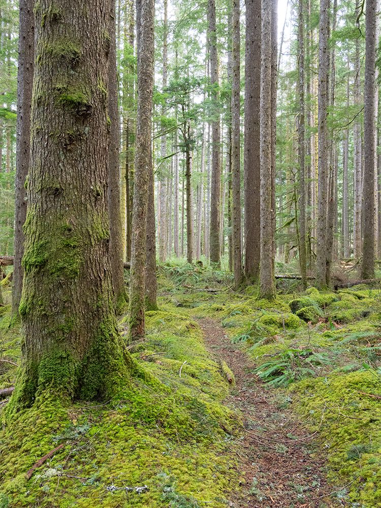 USA-WA Central Cascades-Trail through Douglas Fir and Hemlock forest with mossy understory art print by Jamie and Judy Wild for $57.95 CAD