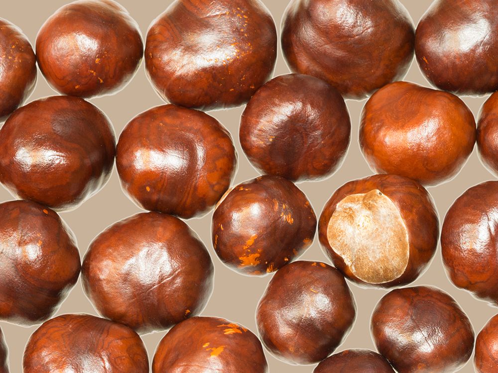USA-Washington State Chestnut still-life-chestnuts close-up with tan background art print by Jamie and Judy Wild for $57.95 CAD