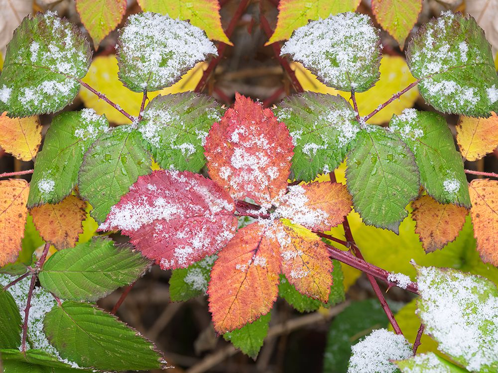 USA-Washington State Colorful Himalayan Blackberry leaves with newly fallen snow art print by Jamie and Judy Wild for $57.95 CAD