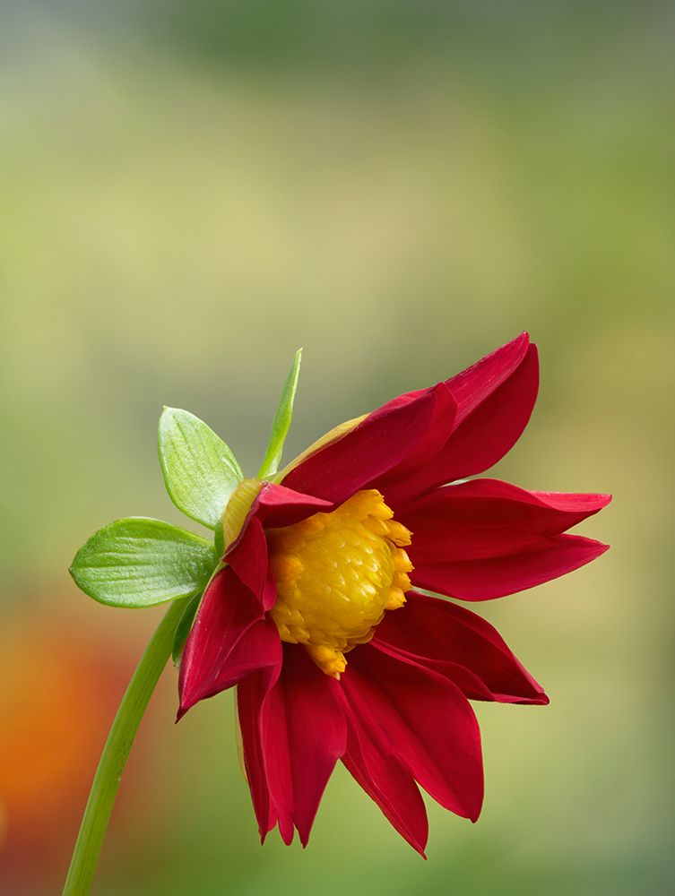 USA-Washington State Daisy art print by Jamie and Judy Wild for $57.95 CAD