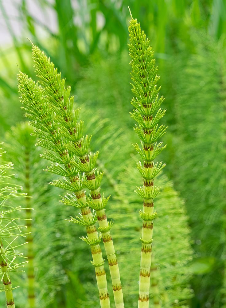 USA-Washington State Horsetail Fern art print by Jamie and Judy Wild for $57.95 CAD