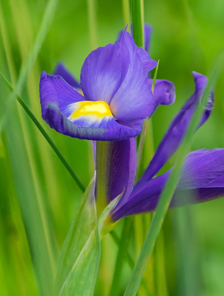 USA-Washington State Iris art print by Jamie and Judy Wild for $57.95 CAD