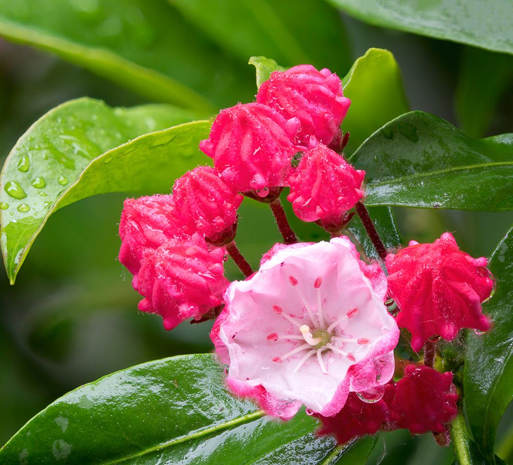 USA-Washington State Mountain Laurel art print by Jamie and Judy Wild for $57.95 CAD