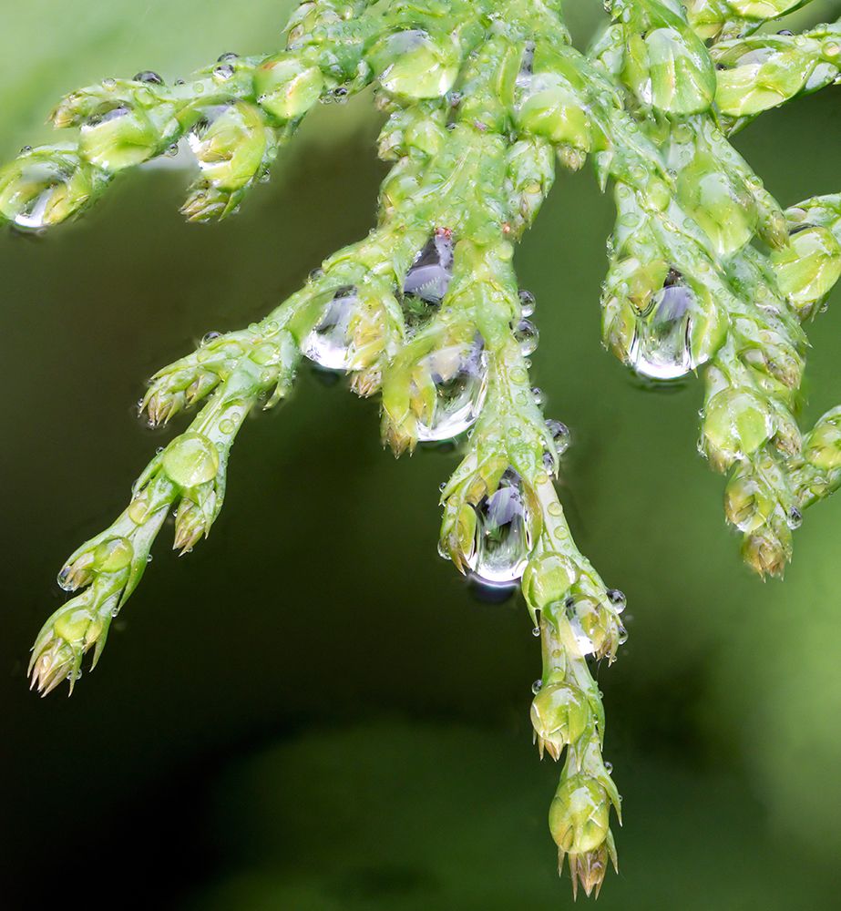 USA-Washington State Raindrops on Cedar art print by Jamie and Judy Wild for $57.95 CAD