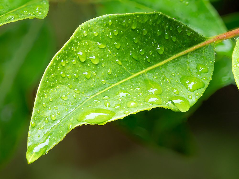 USA-Washington State Raindrops on Rhododendron leaves art print by Jamie and Judy Wild for $57.95 CAD