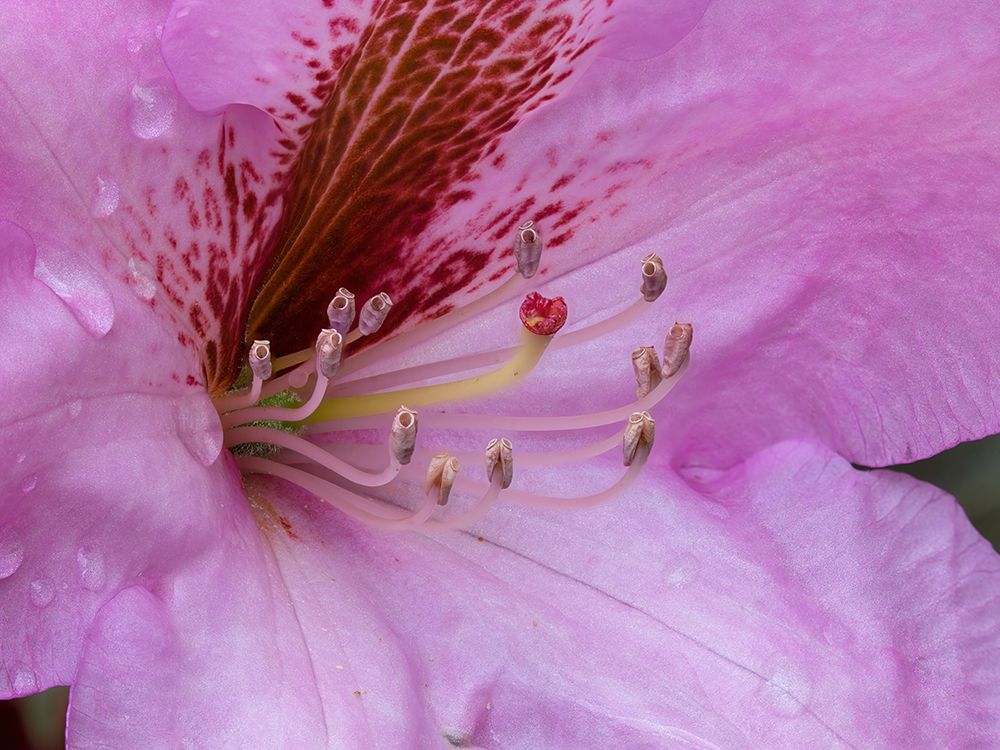 USA-Washington State Rhododendron flower art print by Jamie and Judy Wild for $57.95 CAD