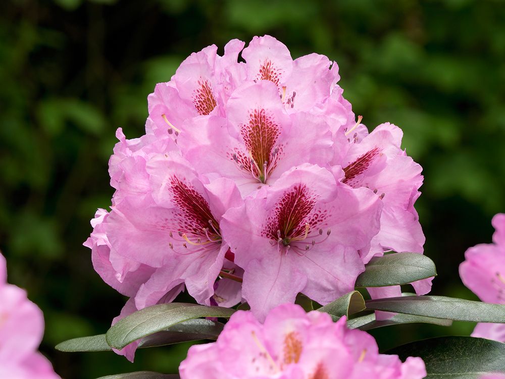 USA-Washington State Rhododendron flower art print by Jamie and Judy Wild for $57.95 CAD