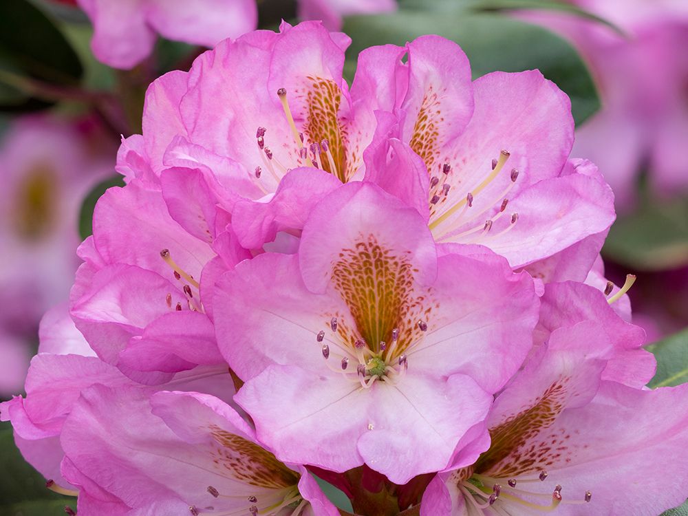 USA-Washington State Rhododendron flower art print by Jamie and Judy Wild for $57.95 CAD