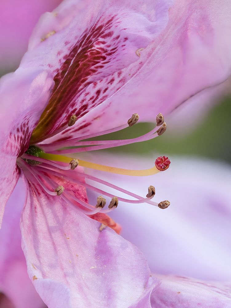 USA-Washington State Rhododendron flower art print by Jamie and Judy Wild for $57.95 CAD