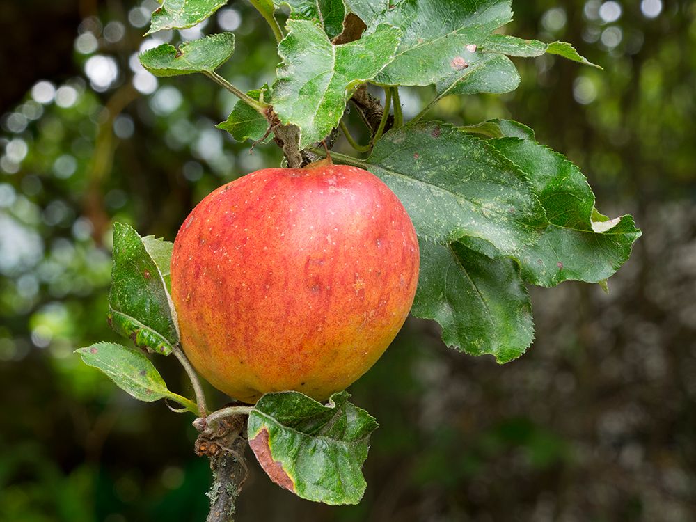 USA-Washington State Ripe apple hanging on tree limb art print by Jamie and Judy Wild for $57.95 CAD