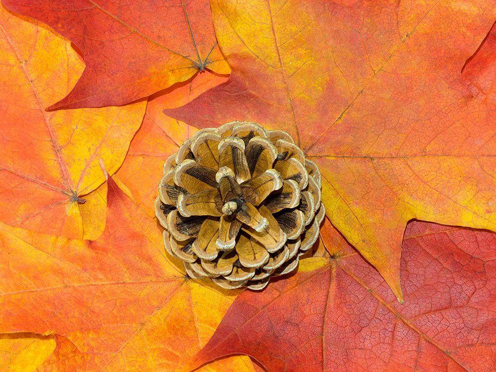 USA-Washington State Still-life of pine cone and autumn colored maple leaves art print by Jamie and Judy Wild for $57.95 CAD