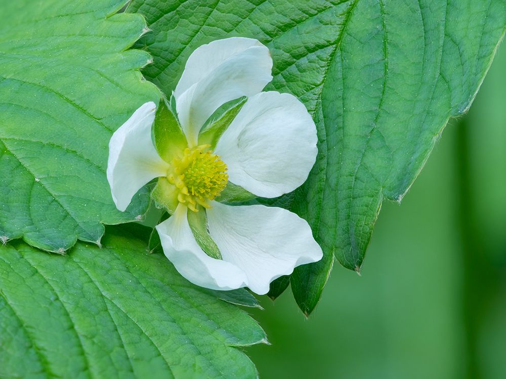 USA-Washington State Strawberry blossom art print by Jamie and Judy Wild for $57.95 CAD