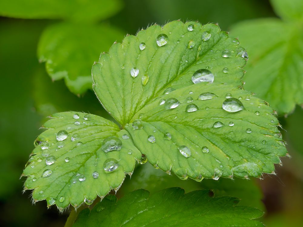 USA-Washington State Strawberry leaves with raindrops art print by Jamie and Judy Wild for $57.95 CAD