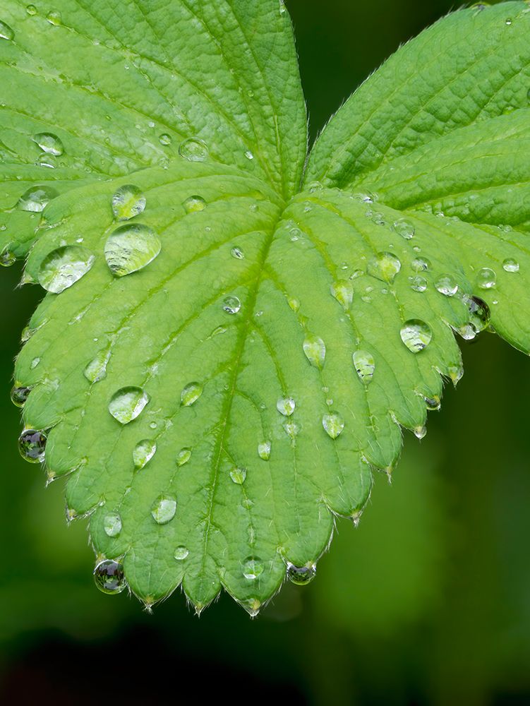 USA-Washington State Strawberry leaves with raindrops art print by Jamie and Judy Wild for $57.95 CAD