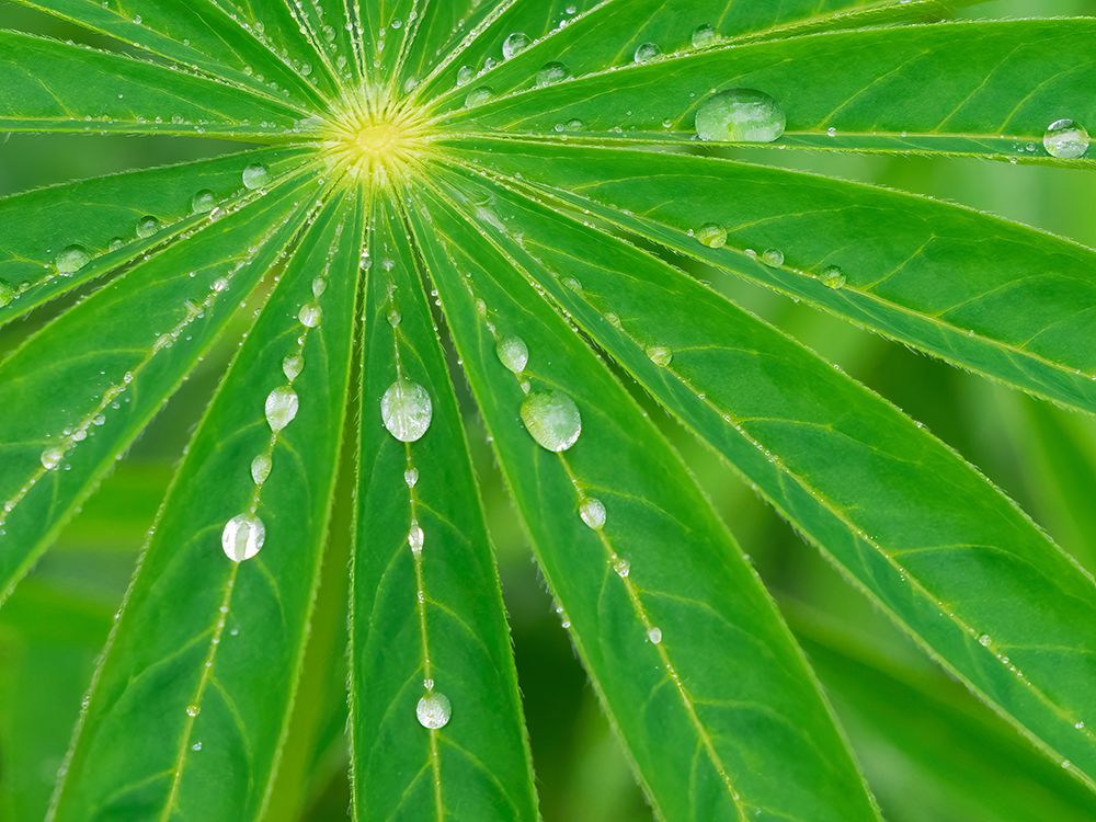 USA-Washington State Water on lupine leaves art print by Jamie and Judy Wild for $57.95 CAD