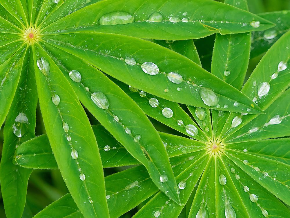 USA-Washington State Water on lupine leaves art print by Jamie and Judy Wild for $57.95 CAD