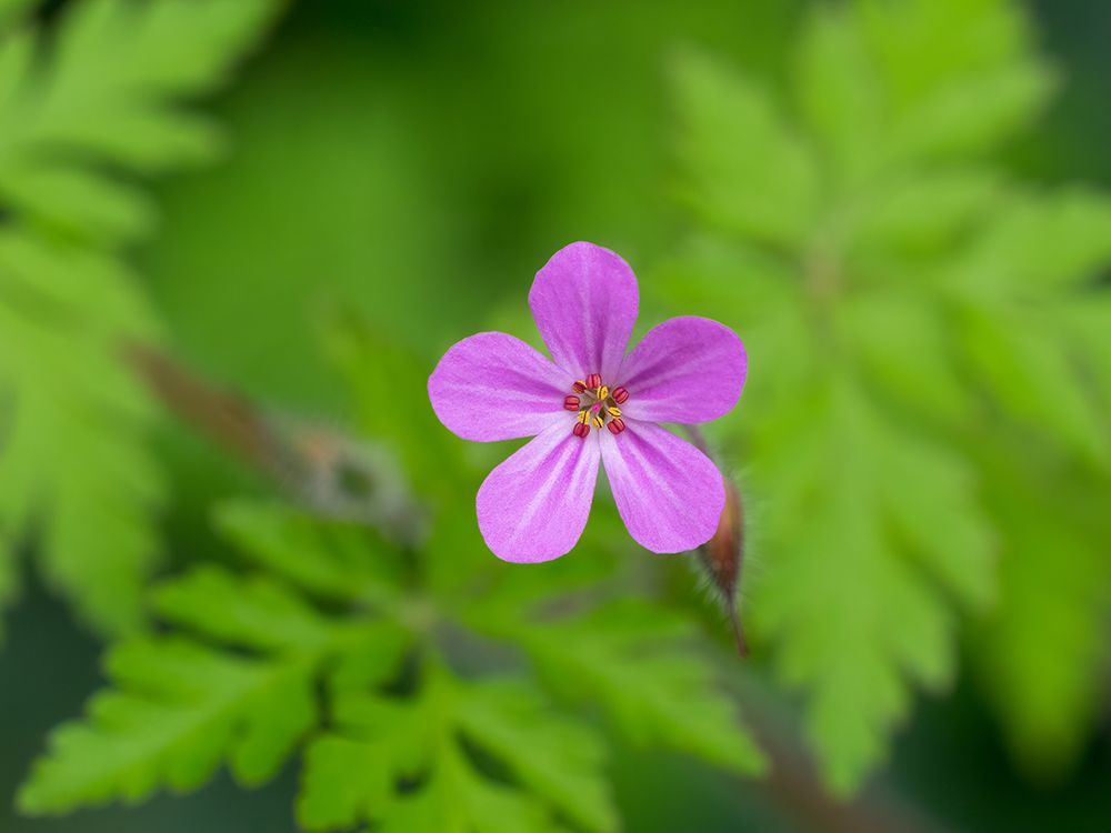 USA-Washington State Wild Geranium art print by Jamie and Judy Wild for $57.95 CAD