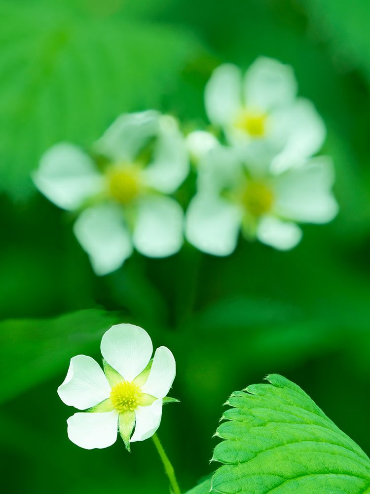 Washington State, USA. Strawberry blossom close-up. art print by Jamie and Judy Wild for $57.95 CAD
