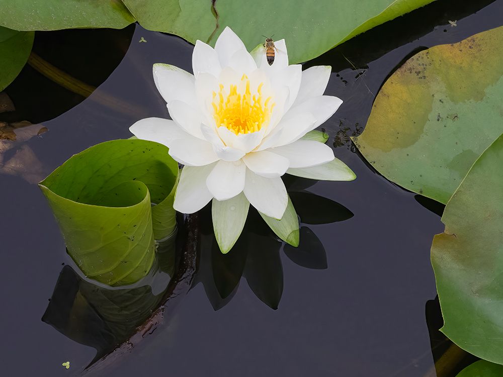 Washington State, USA. Water lily in pond. art print by Jamie and Judy Wild for $57.95 CAD