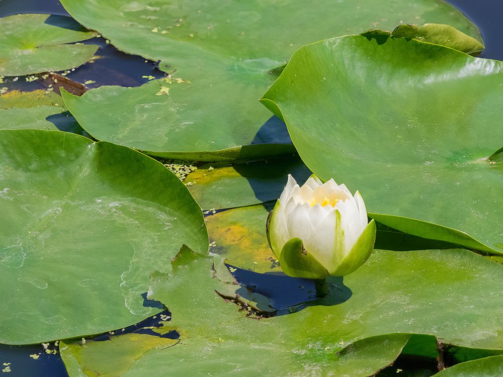 Washington State, USA. Water lily in pond. art print by Jamie and Judy Wild for $57.95 CAD