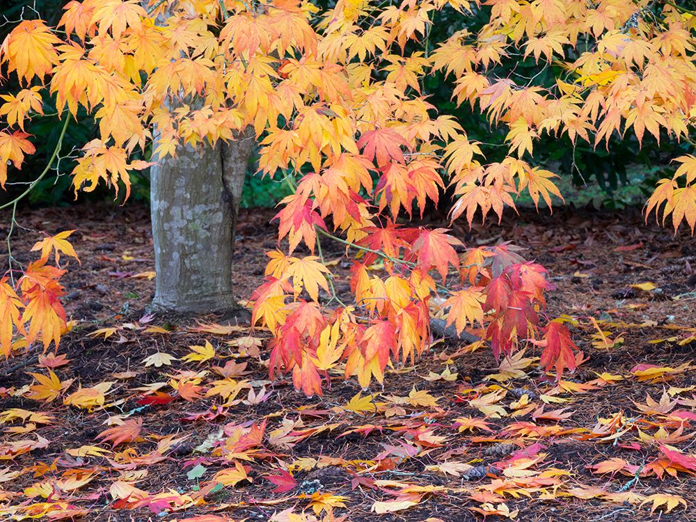 Washington State, USA. Autumn colored maple leaves. art print by Jamie and Judy Wild for $57.95 CAD
