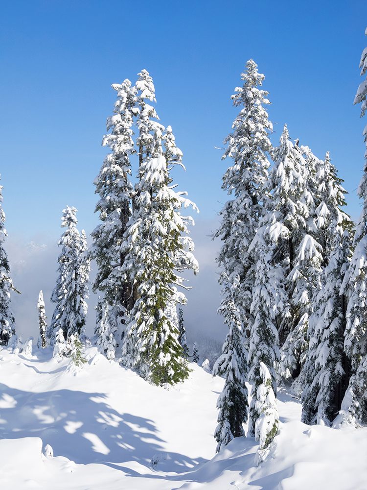Washington, USA. Central Cascades, Granite Mountain, snow covered fir trees. art print by Jamie and Judy Wild for $57.95 CAD