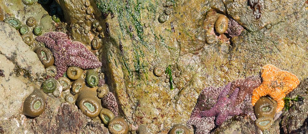 Washington State, USA. Olympic NNP, Second Beach, ochre sea stars and giant green anemones. art print by Jamie and Judy Wild for $57.95 CAD