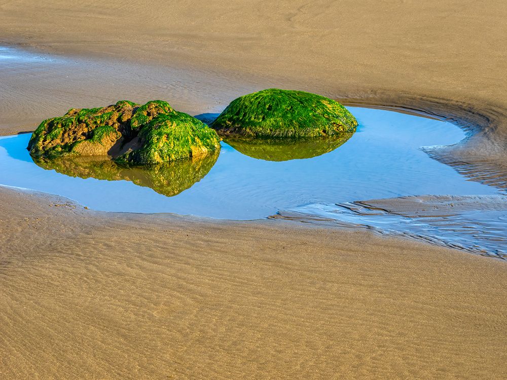 Washington State, USA. Olympic National Park, Second Beach, seagrass covered rocks in tide pool. art print by Jamie and Judy Wild for $57.95 CAD