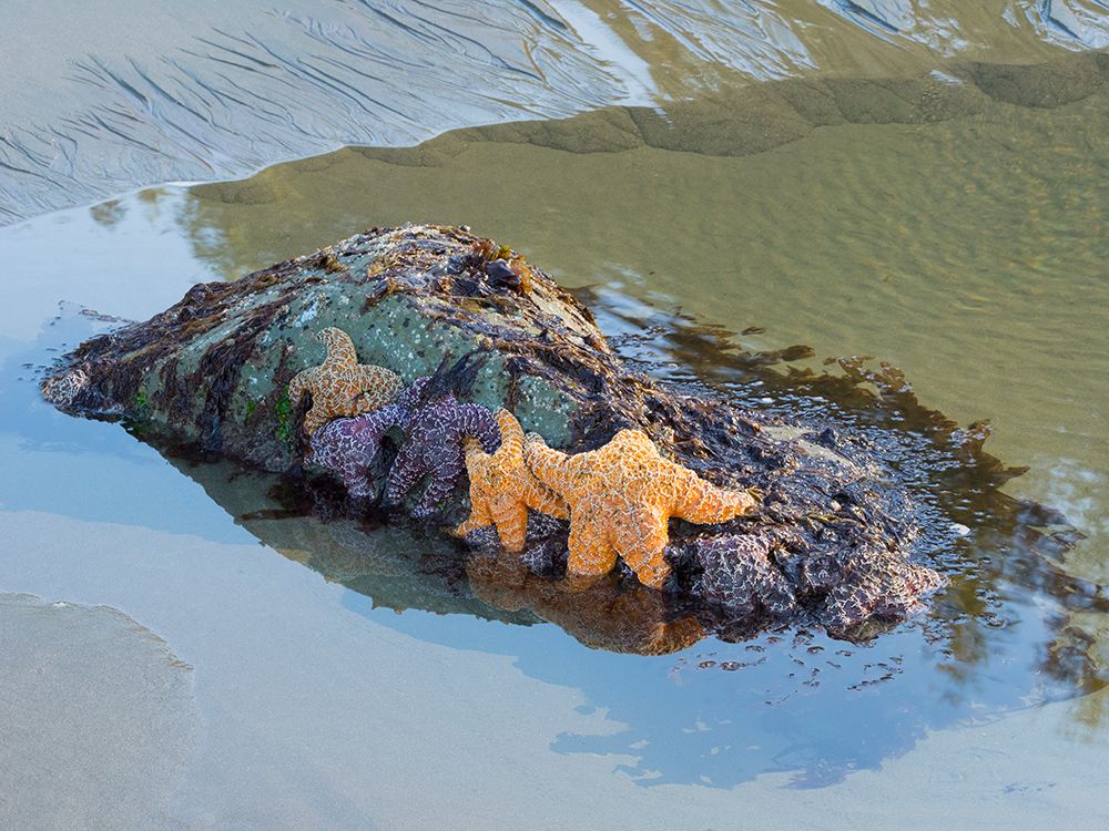 Washington State, USA. Olympic National Park, Rialto Beach, orange and purple ochre sea stars. art print by Jamie and Judy Wild for $57.95 CAD