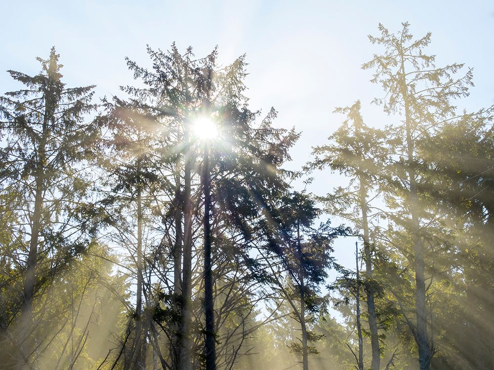 Washington State, USA. Olympic National Park, Rialto Beach, sunrays through trees in fog. art print by Jamie and Judy Wild for $57.95 CAD