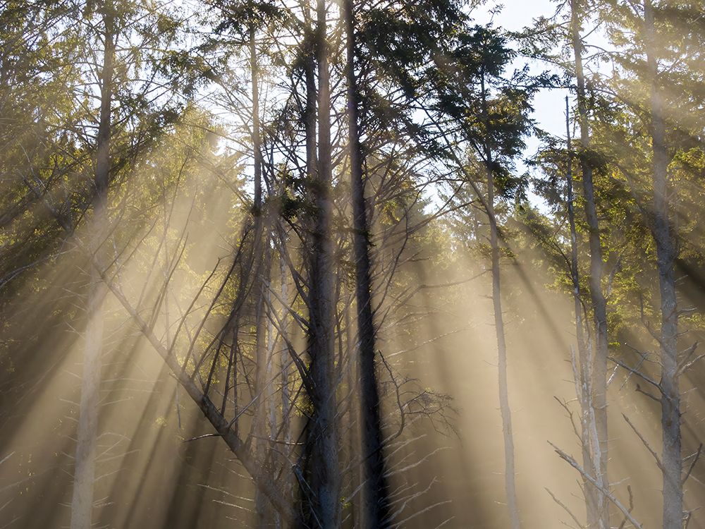 Washington State, USA. Olympic National Park, Rialto Beach, sunrays through trees in fog. art print by Jamie and Judy Wild for $57.95 CAD