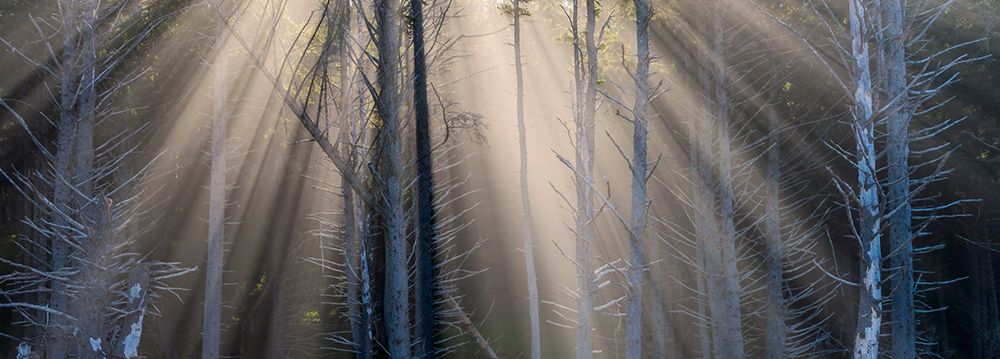 Washington State, USA. Olympic National Park, Rialto Beach, sunrays through trees in fog. art print by Jamie and Judy Wild for $57.95 CAD